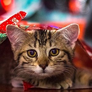 Meet your Posher, Jaime